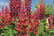 LUPI_MYCASTLE_L33401a