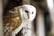 Owl Experience for 1 or 2 - Shropshire Falconry