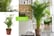 Areca-Palm-Large-Indoor-House-Plant-1