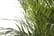 Areca-Palm-Large-Indoor-House-Plant-3