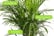 Areca-Palm-Large-Indoor-House-Plant-5