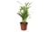 Areca-Palm-Large-Indoor-House-Plant-30-40cm