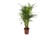 Areca-Palm-Large-Indoor-House-Plant-50-60cm