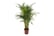 Areca-Palm-Large-Indoor-House-Plant-90-100cm