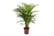 Areca-Palm-Large-Indoor-House-Plant-100-120cm