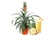 Ananas-Amigo-Mini-Pineapple-Plant-2
