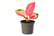 Aglaonema-Red-Zirkon-2