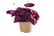 Oxalis-Triangularis-Ikigai-2