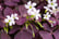 Oxalis-Triangularis-Ikigai-3