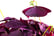 Oxalis-Triangularis-Ikigai-4