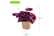Oxalis-Triangularis-Ikigai-5