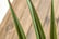 Artificial-Plants-Agave-Succulent-in-Pot-Desk-5