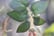 Sitting-Mandrake-Resin-Garden-Statue-4