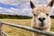 Alpaca Meet and Greet Voucher 