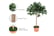Artificial-Olive-Tree-Plant-8
