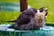 Peregrine Falcon bathing