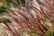 Miscanthus-'Red-Chief'-grass-5