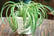 Spider Plant 1