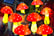 MUSHROOMS-4