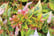 abelia4.jp1688543951811