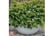 abelia3.jp1688543953493