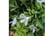 abelia2.jp1688543955205