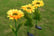 Sunflower-Solar-LED-Garden-Lights-4