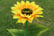 Sunflower-Solar-LED-Garden-Lights-6