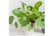 Pilea4.jpg1689845508550