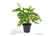 monstera6.1689845690977