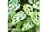 monstera3.1689845693788