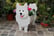 Cute-Dog-Flower-Pots-1