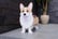 Cute-Dog-Flower-Pots-3