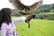 west-of-england-falconry - 3