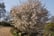 prunus incisa cherry Kojo-No-Mai 4