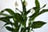 upto-3-Peace-Lily-Houseplants-2