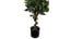 LEAF-7371-1692116802679