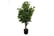 LEAF-7371.1692116805785