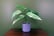 LEAF-401661692116928697