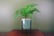 LEAF-401751692116958921