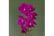 LEAF-400881692117019706
