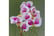 LEAF-400921692117048780