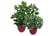 LEAF-7055-1692117118923