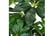 LEAF-7055-1692117122261