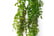 LEAF-7641-1692117184204