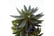 LEAF-401671692117252049