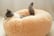 Thick-Plush-Round-Pet-Bed-3