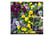 VIOL-V63901692705964417