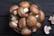 Carbeth-Plants-Brown-Button-Suffolk-Mushrooms-Growing-Kit-3