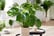 Cheese-Plant-1